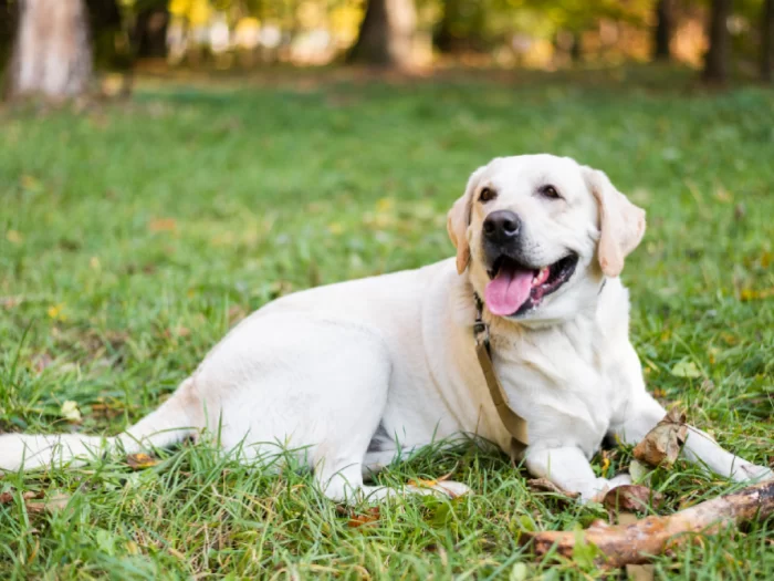 Labrador Retriever: Devotion Personified