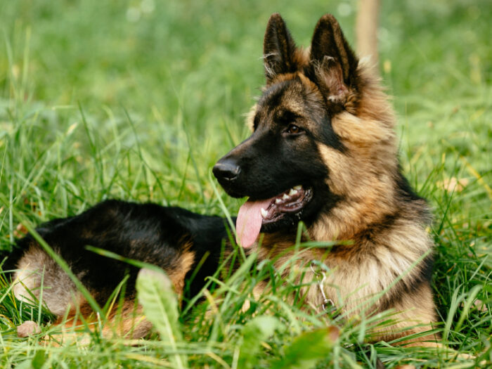 German Shepherd: A Beacon of Loyalty