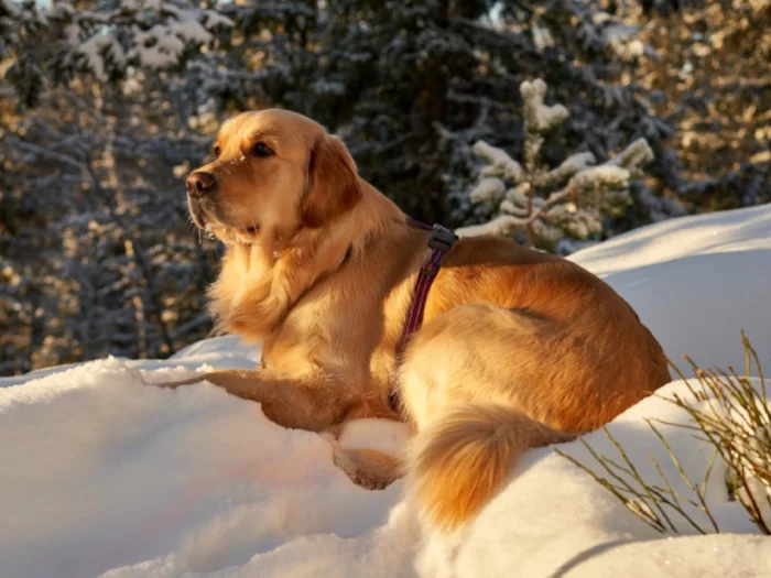 Golden Retriever: Golden Hearts, Loyal Souls