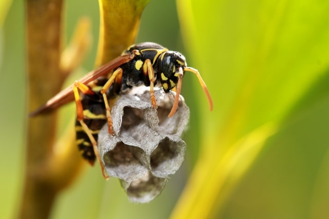 The Importance of the Queen in Ecosystem Balance