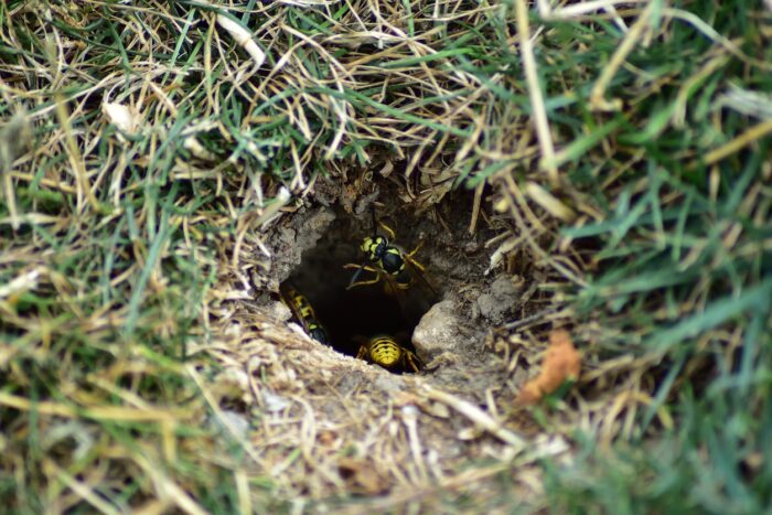 The Queen yellow jacket's Role in Colony Expansion