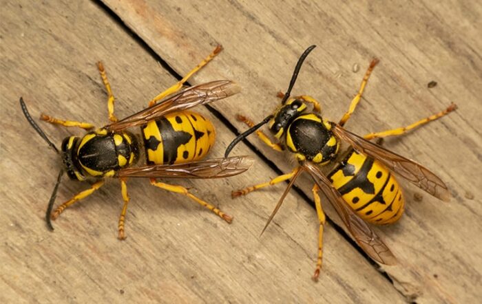 Identifying a Queen Yellow Jacket