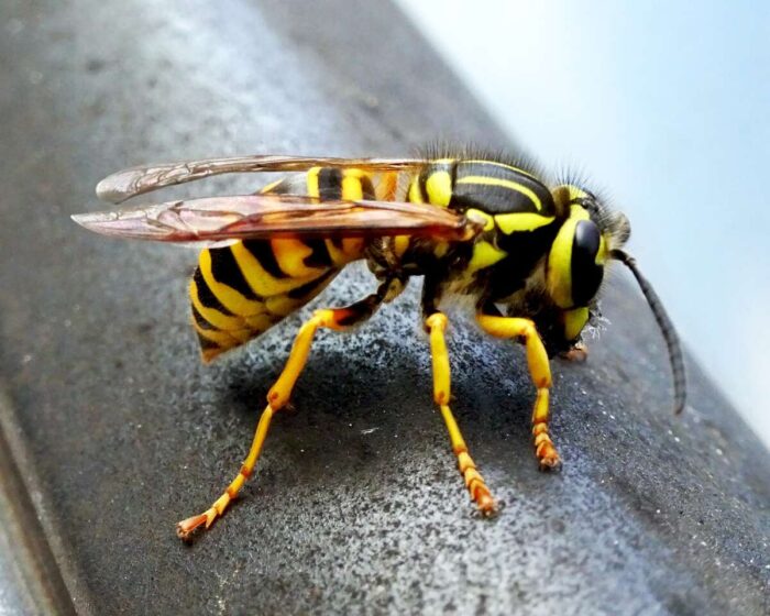 The Role of the Queen Yellow Jacket