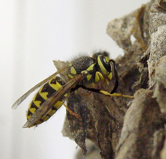 Life Cycle of a Queen Yellow Jacket