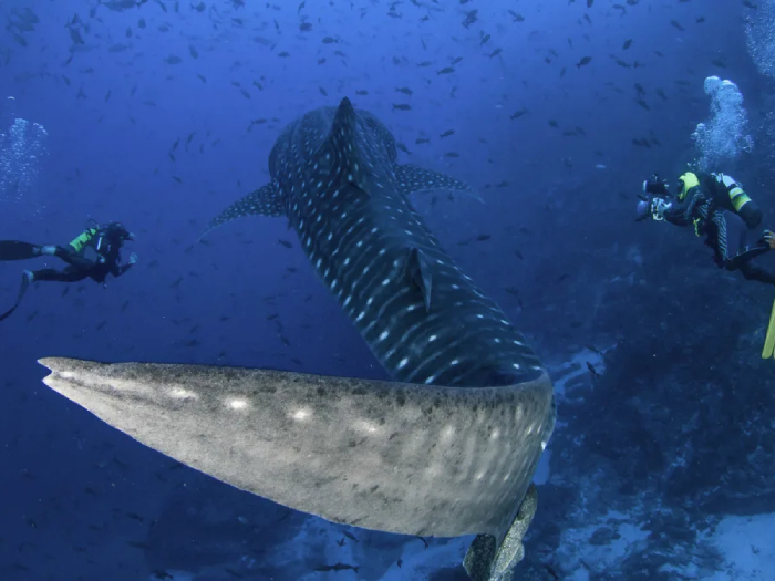 Cocos Island, Costa Rica