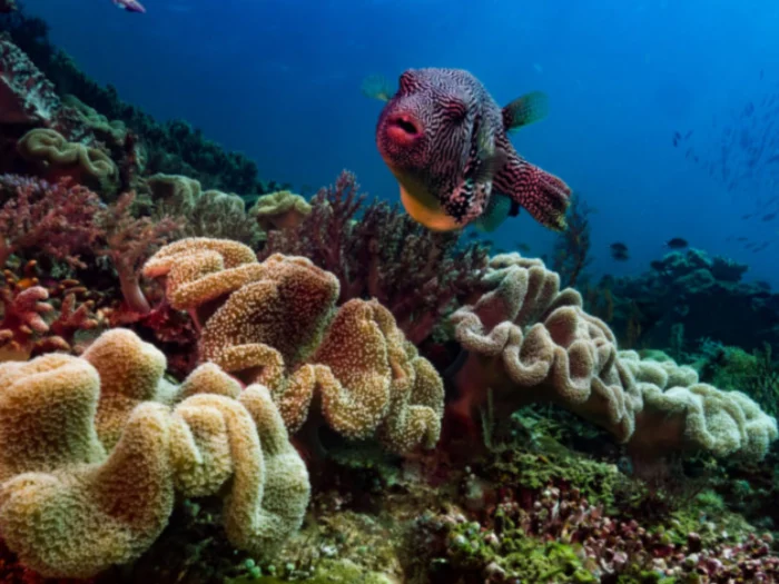  Raja Ampat, Indonesia