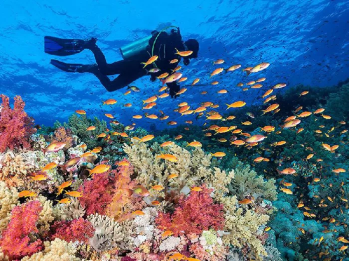 Red Sea, Egypt