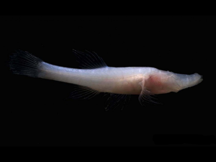  Alabama Cavefish (Speoplatyrhinus Poulsoni)