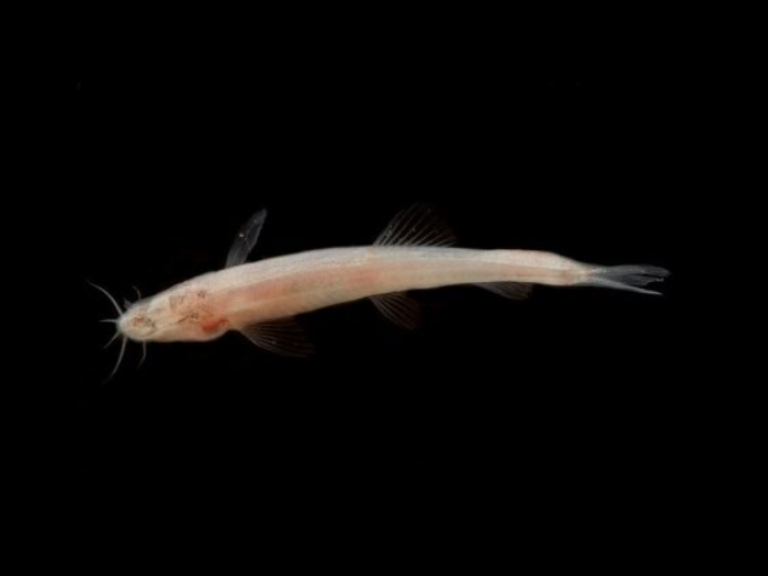 Blind Cave Loach (Nemacheilus Troglocataractus)