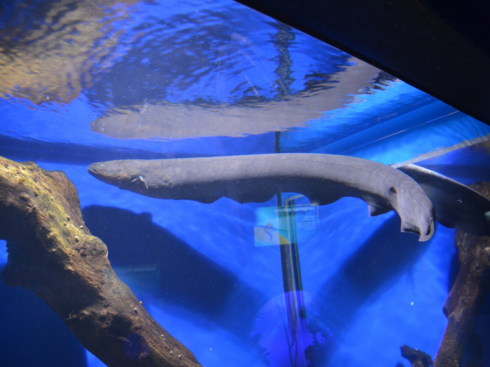  Blind Electric Eel (Electrophorus Electricus)