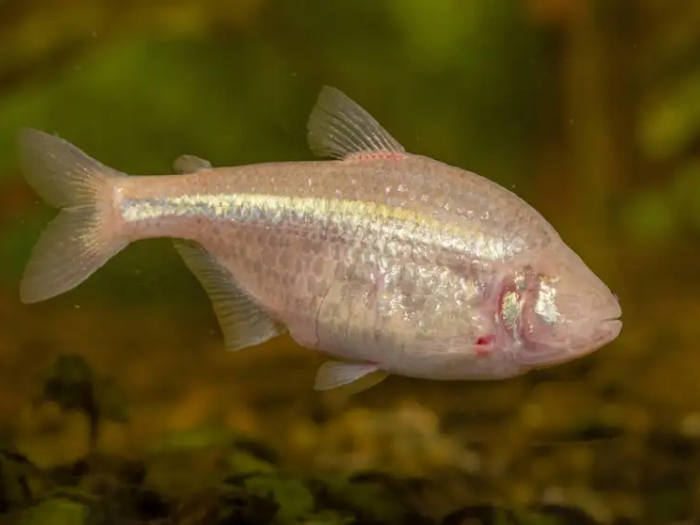 Mexican Tetra (Astyanax Mexicanus)