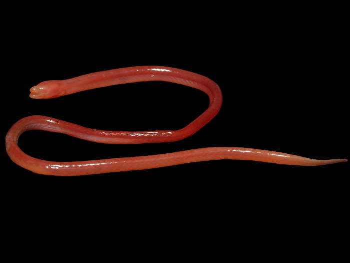 Blind Swamp Eel (Ophisternon Infernale)